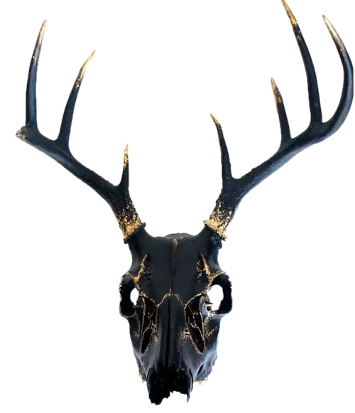 Black Deer Skull with Gold Accents and Antlers
