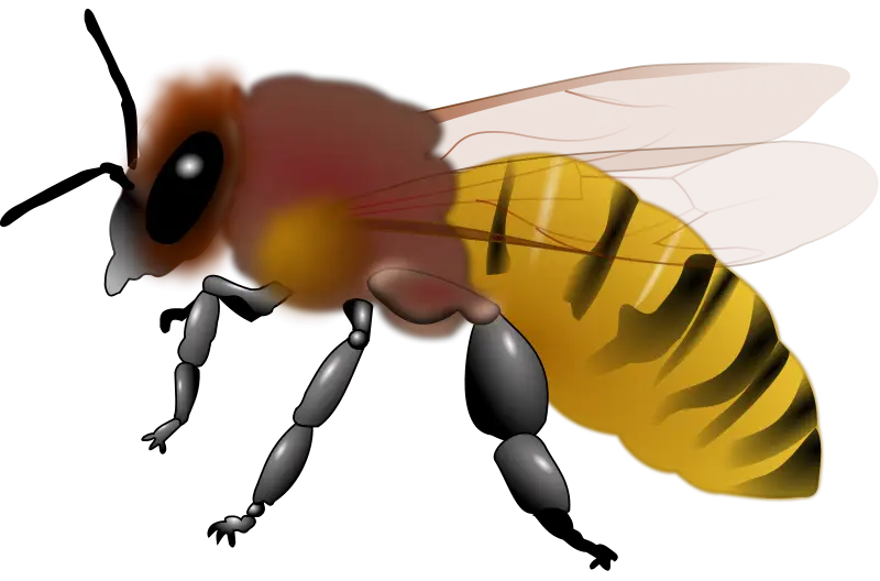 Yellow Honeybee Illustration
