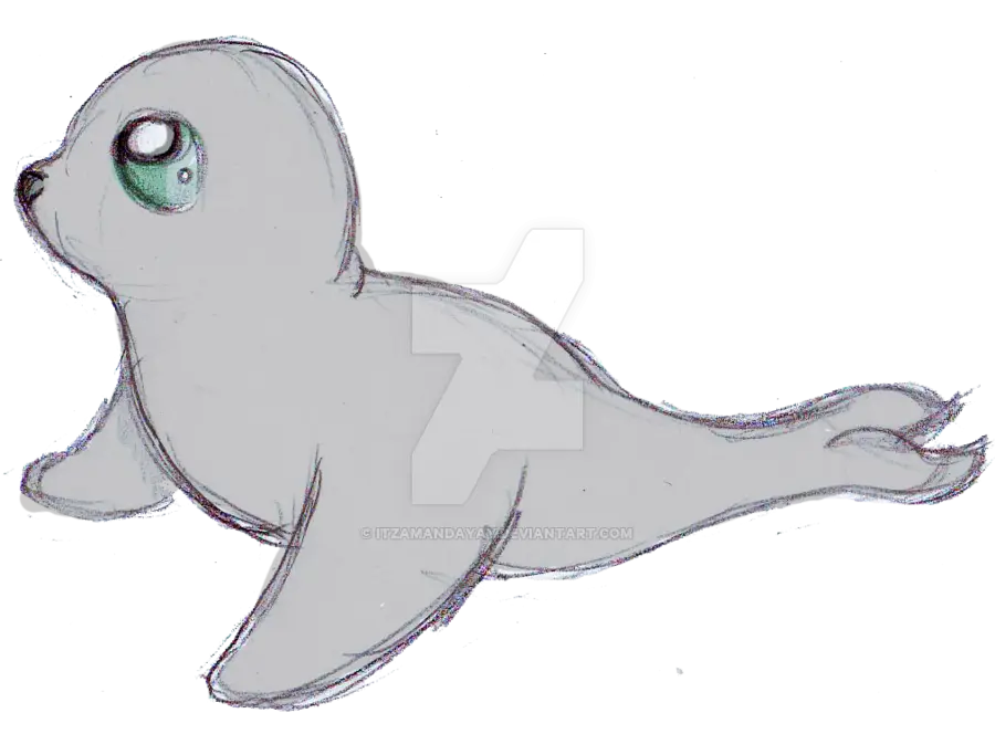 Cute Seal Drawing