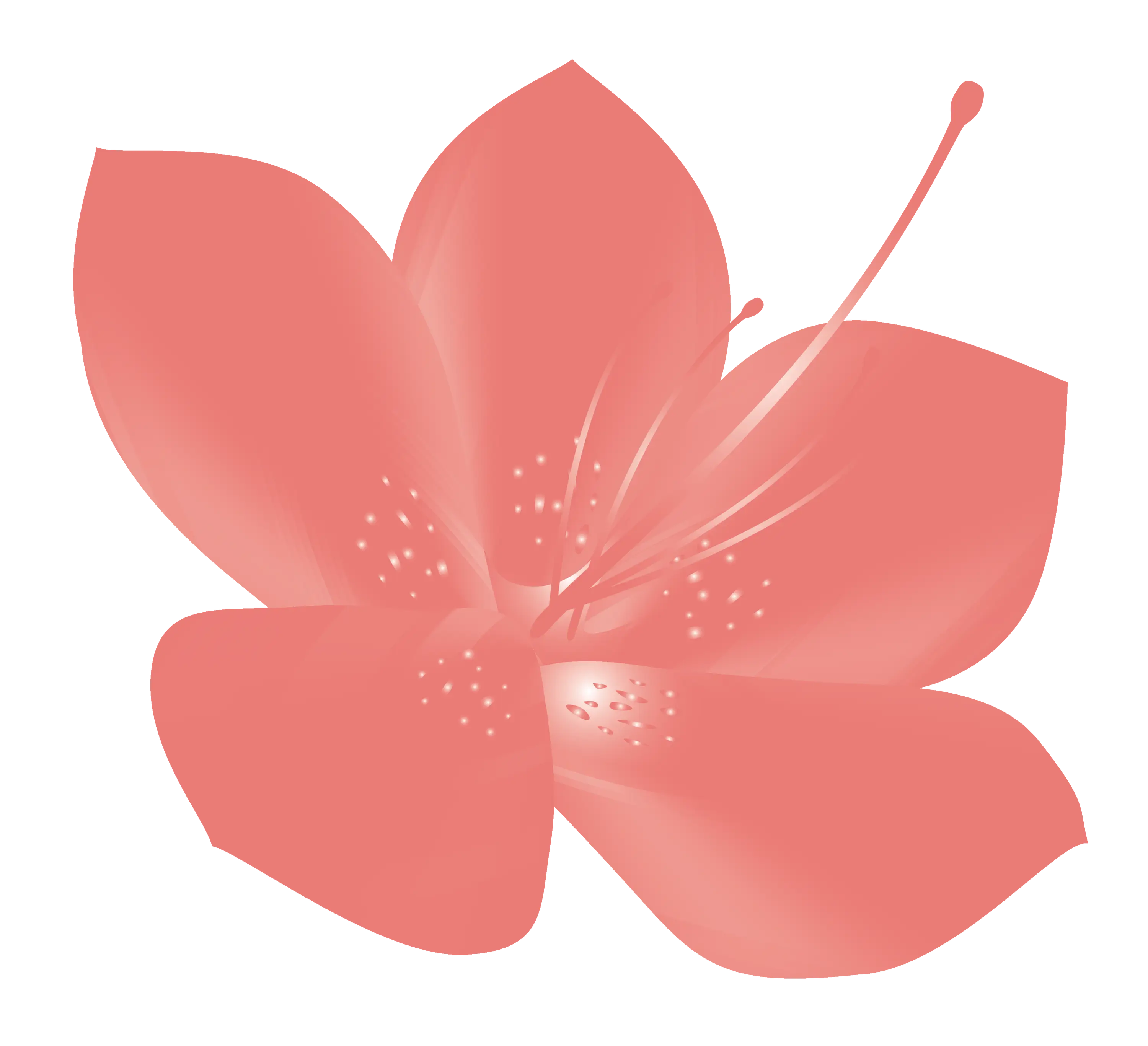 Red Flower Floral Illustration