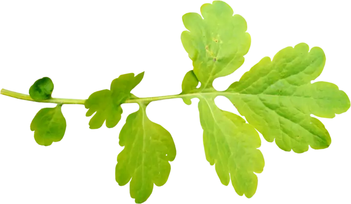 Green Leaf