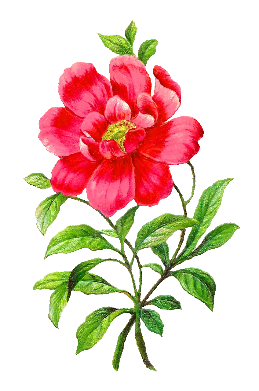 Beautiful Red Flower with Green Leaves