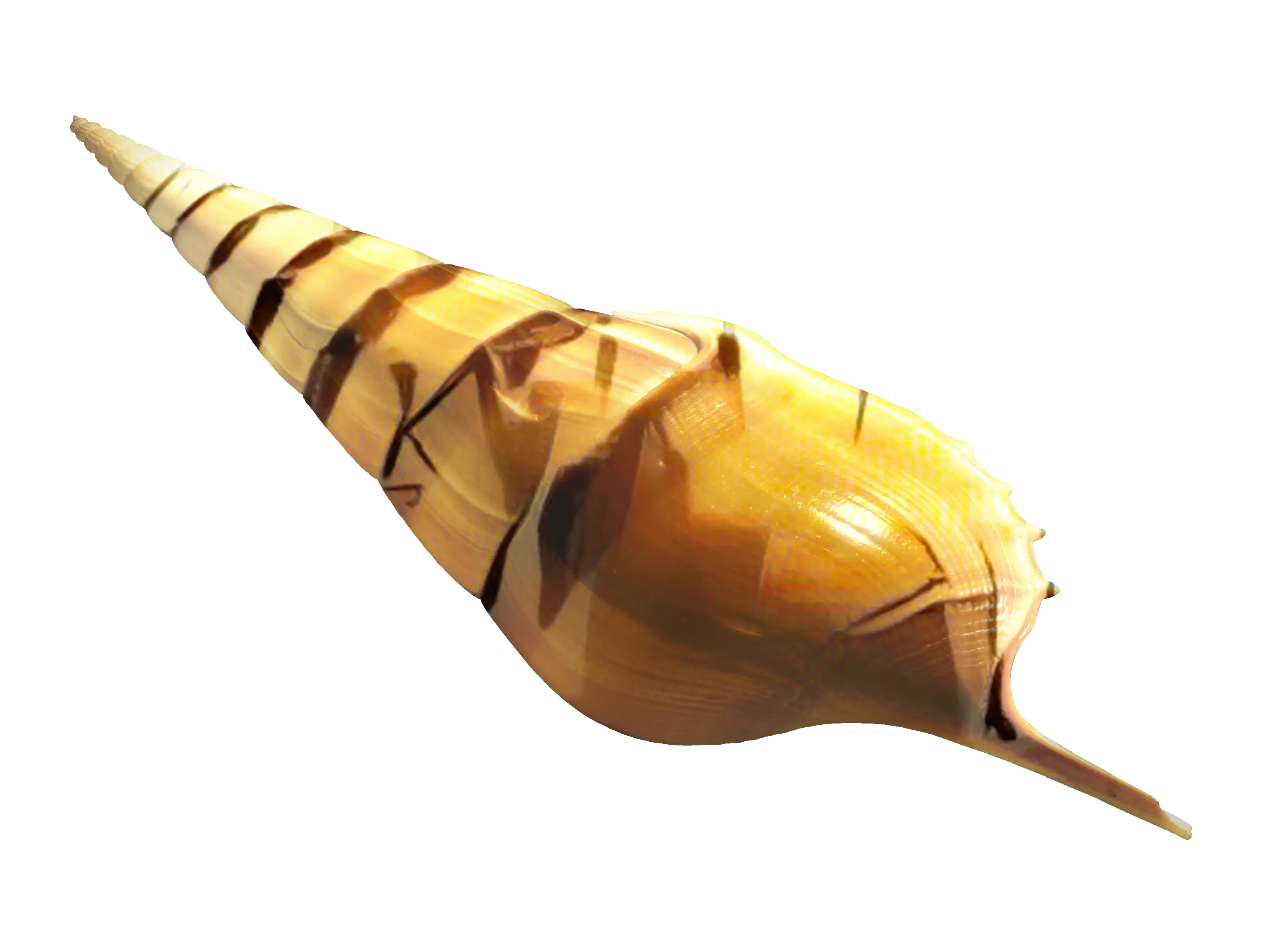 Yellow Spiral Shell from the Ocean