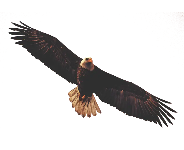 Majestic Bald Eagle Soaring in the Sky