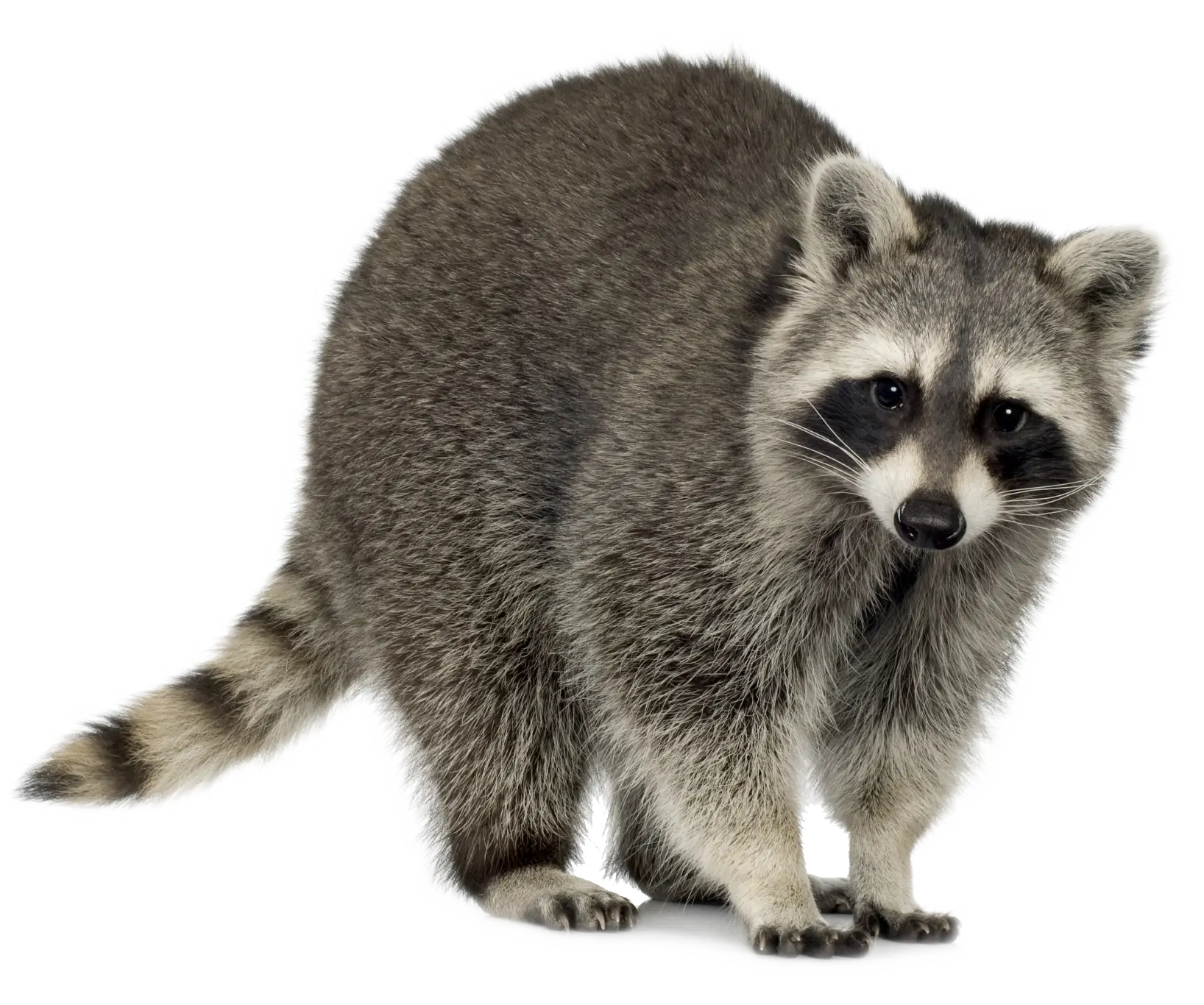 Cute Raccoon