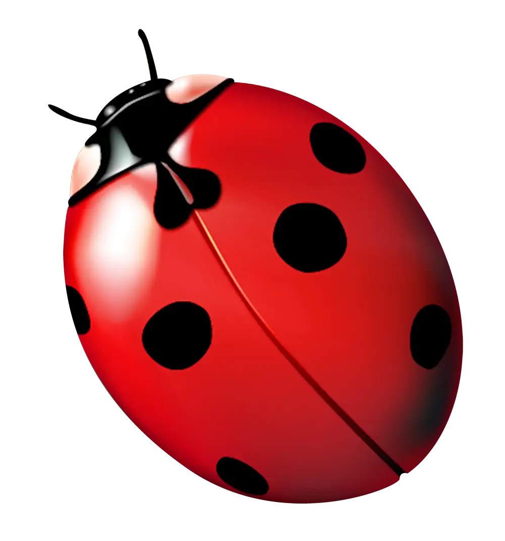 Red Ladybug on Transparent Background