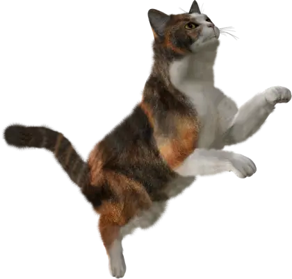 Realistic Jumping Cat Illustration