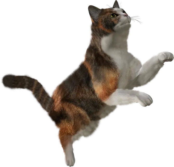Realistic Jumping Cat Illustration