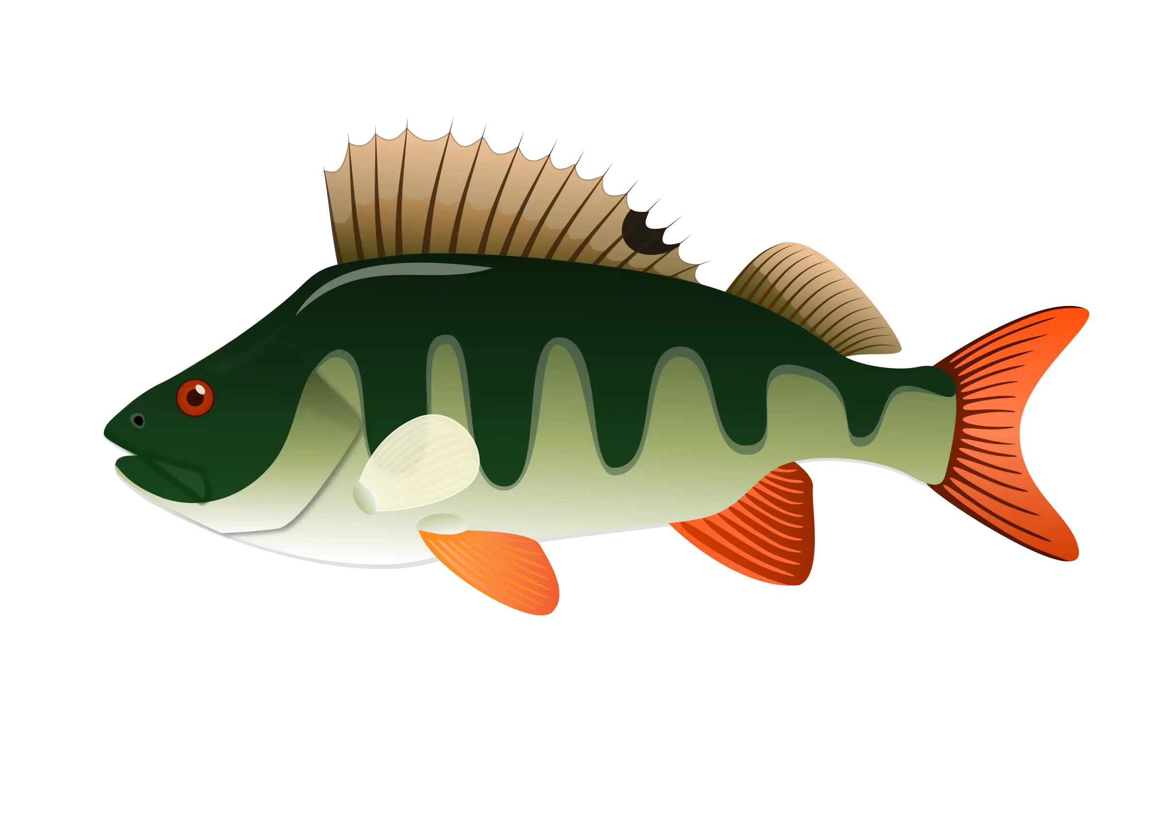 Colorful Perch Fish Illustration