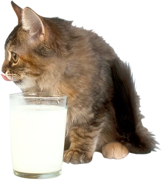 Kitten with Glass of Milk