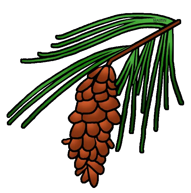 Pinecone Illustration with Pine Needles
