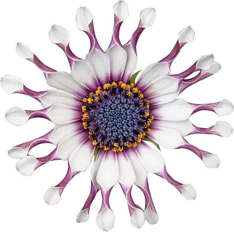 African Daisy Flower with Intricate Petals