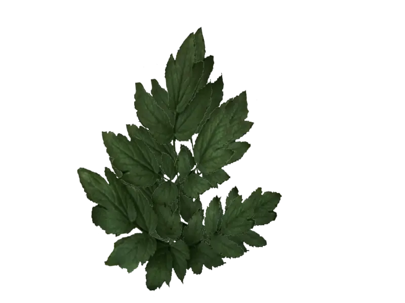 Green Leafy Branch
