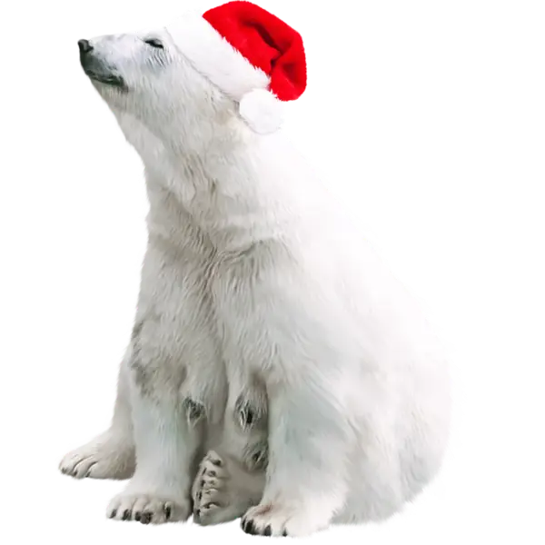 Polar Bear with Santa Hat