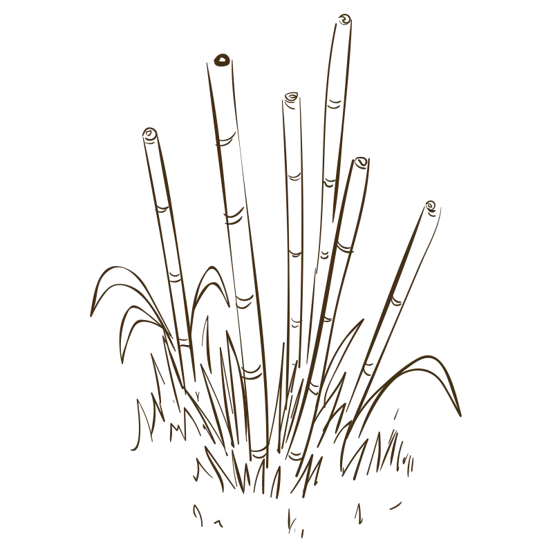 Bamboo Stalks in Nature