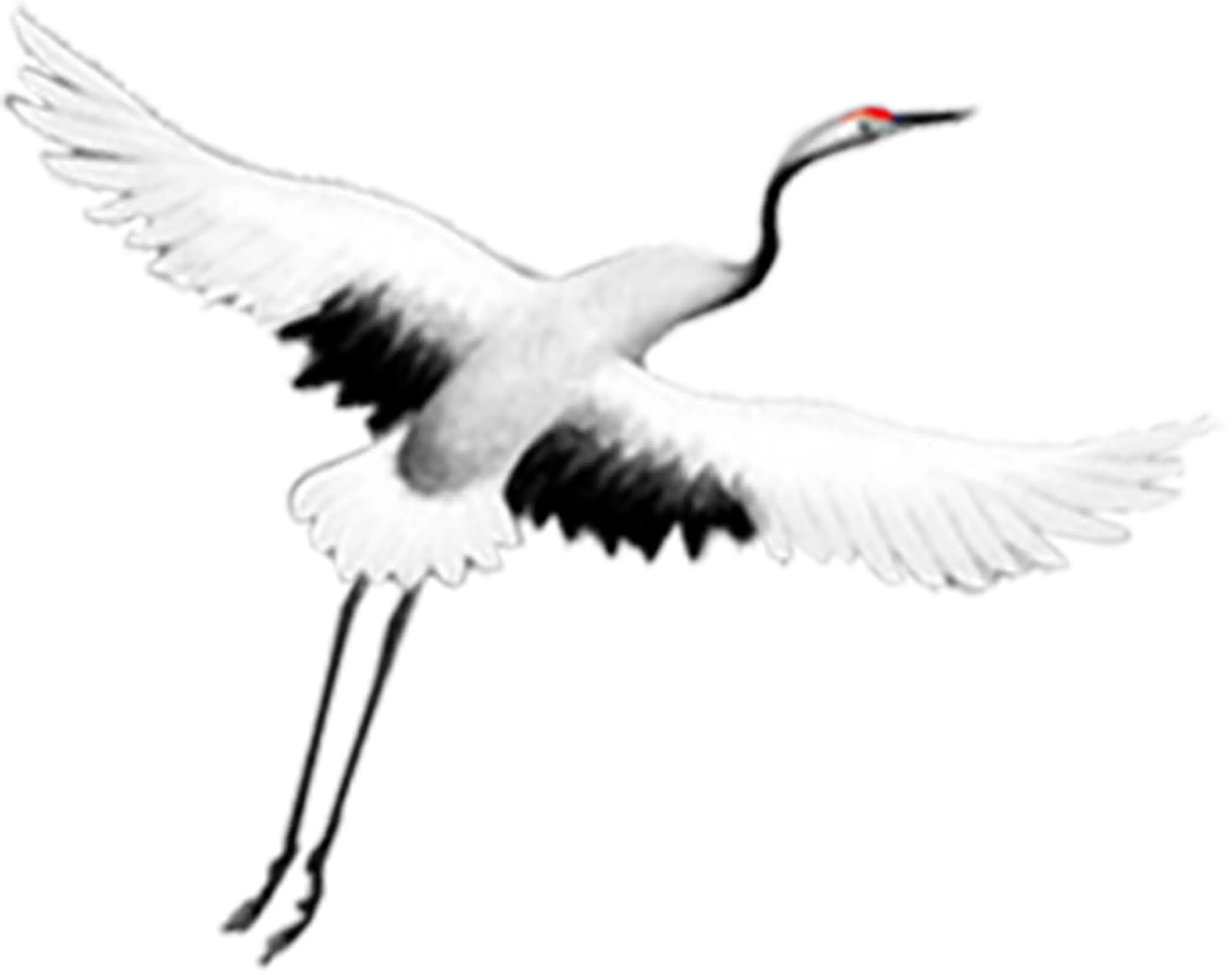 Flying Crane Bird Illustration