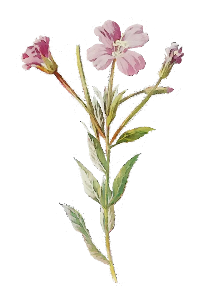 Pink Flower Illustration with Green Leaves