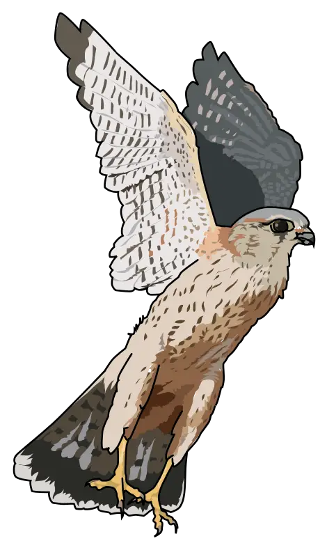 Illustrated Falcon in Flight with Detailed Feathers