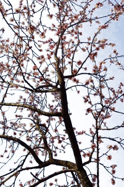 Cherry Blossom Tree in Bloom