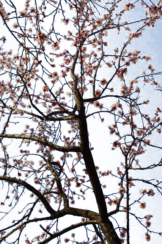 Cherry Blossom Tree in Bloom