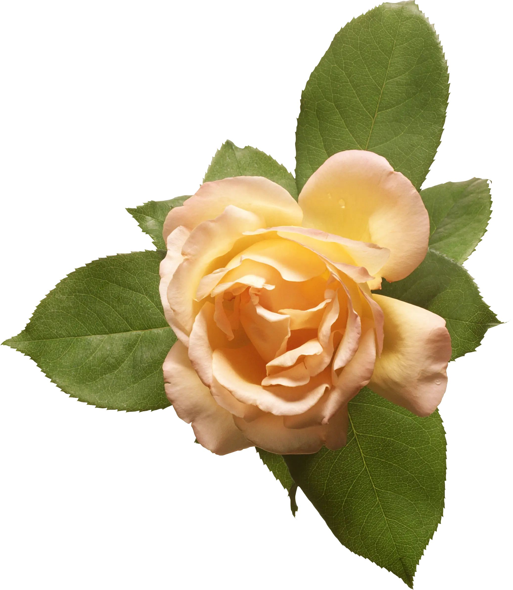 Peach Rose with Lush Green Leaves