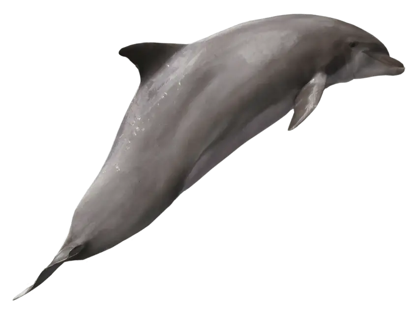 Dolphin Swimming Gracefully in Ocean