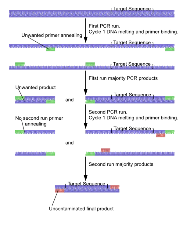 PCR Process Diagram for Science Education