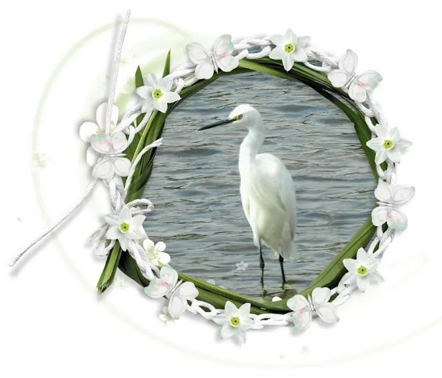 White Bird in Natural Water Setting