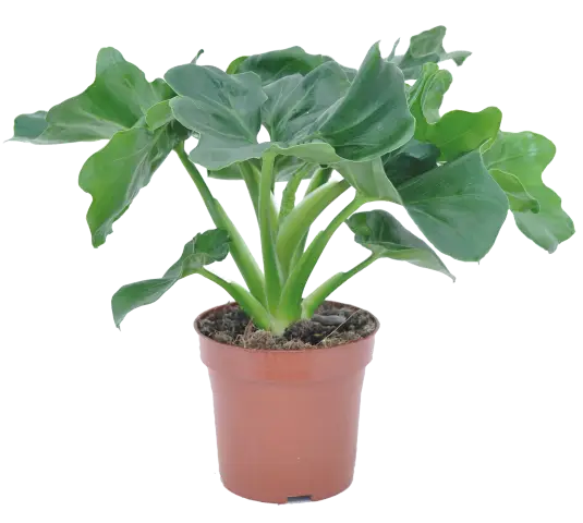 Green Potted Plant