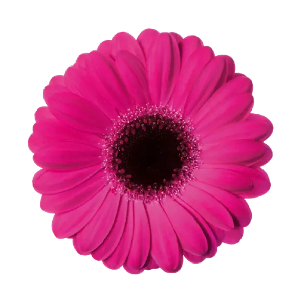 Bright Pink Daisy Flower