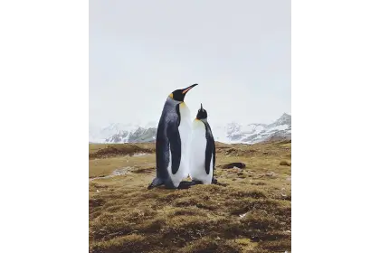 Cute Penguins in Natural Habitat