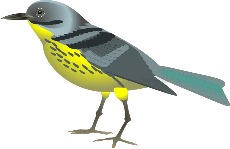 Colorful Bird Illustration