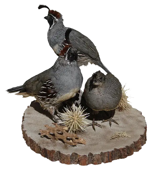 Group of Quails on Display