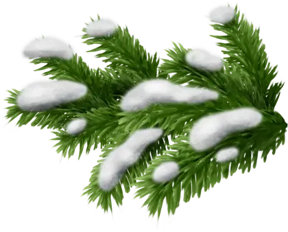 Snowy Pine Branches