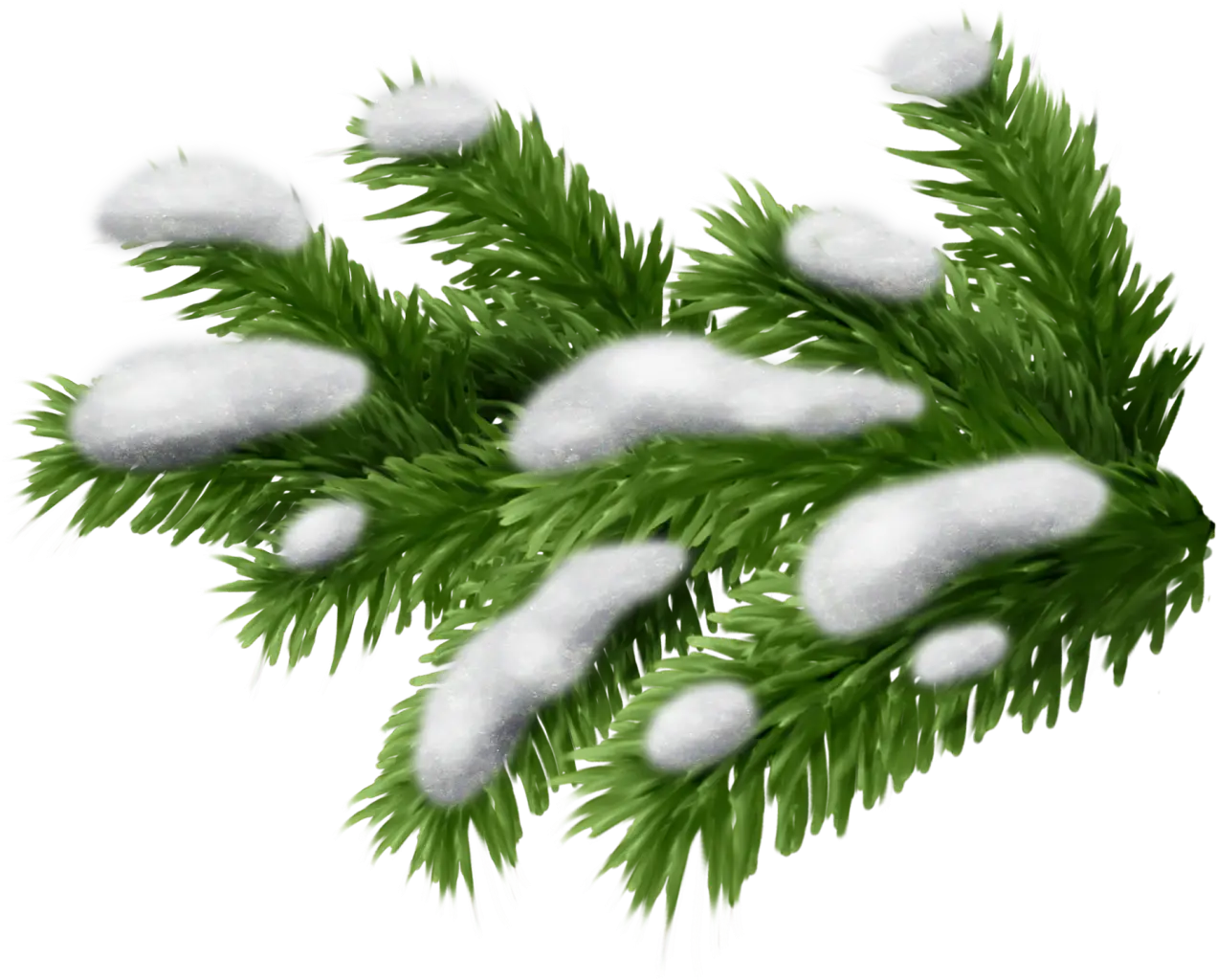 Snowy Pine Branches