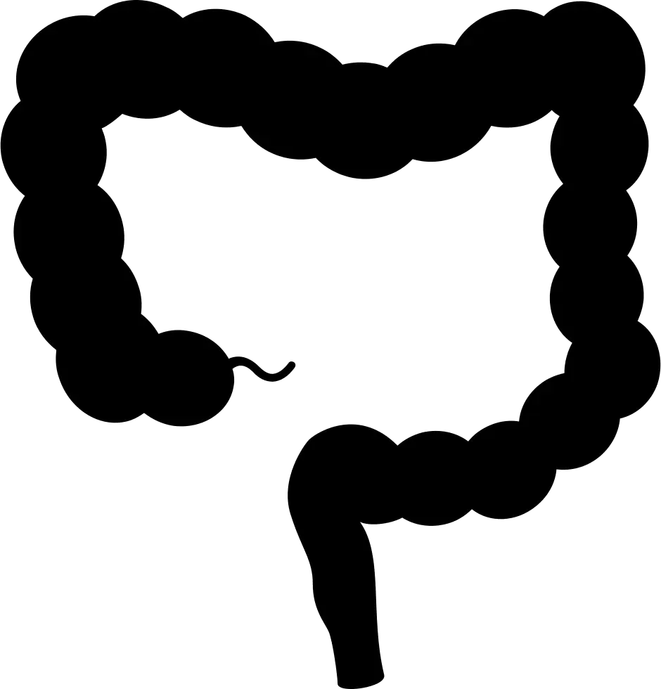 Black Human Intestine Outline Diagram