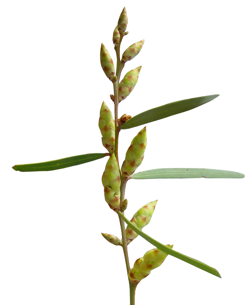 Green Plant Branch with Leaves