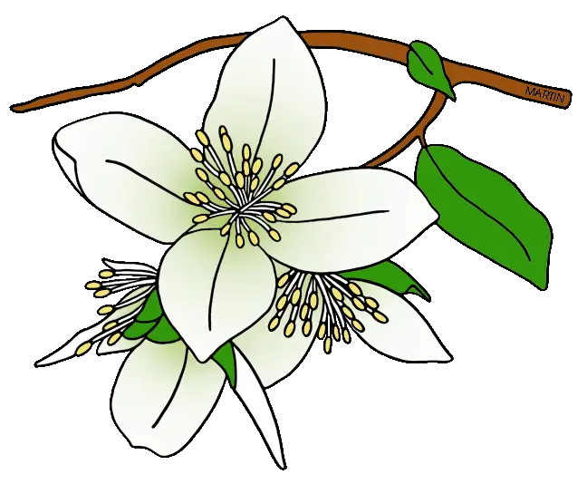 White Flower on Branch