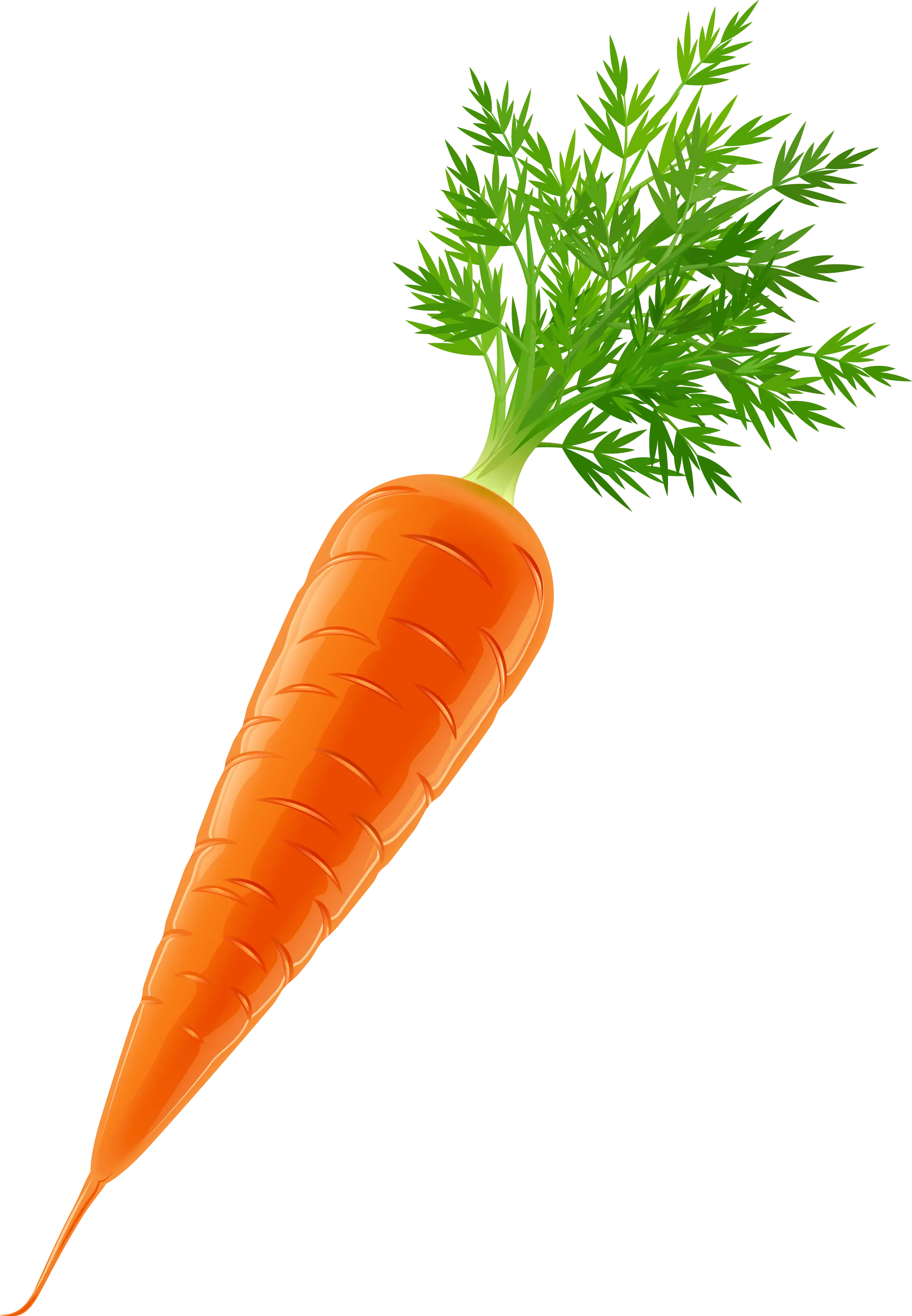 Realistic Orange Carrot Illustration