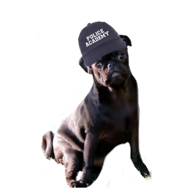 Cute Dog Wearing Police Academy Hat