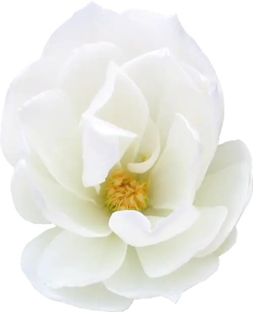 Beautiful White Flower in Bloom