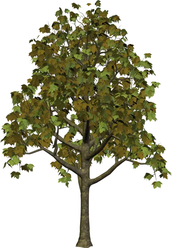 Green Tree with Leaves