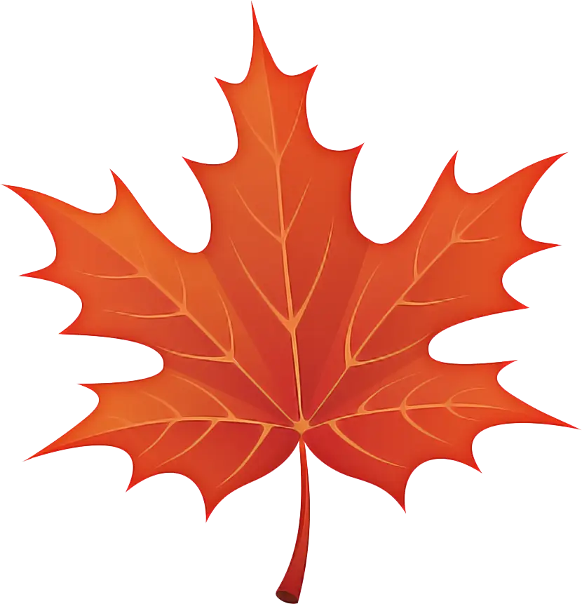 Bright Orange Maple Leaf for Autumn Season