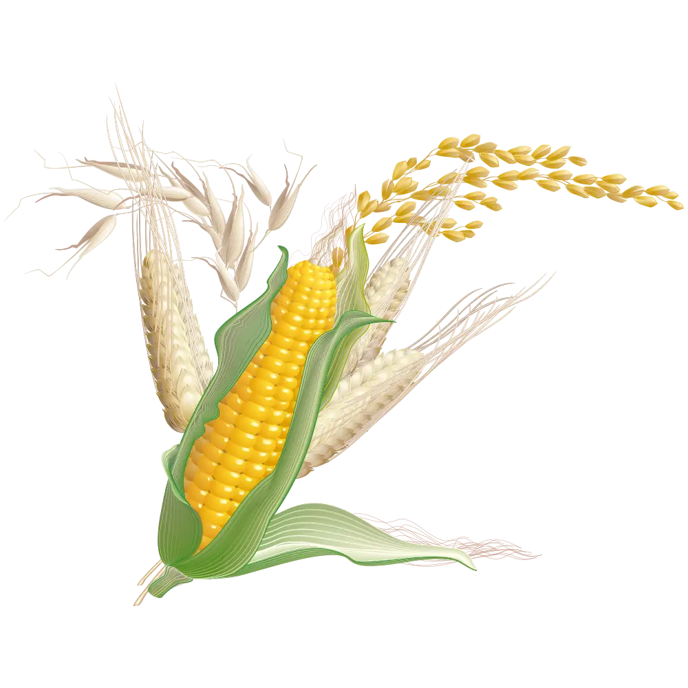 Corn and Wheat Agriculture Illustration