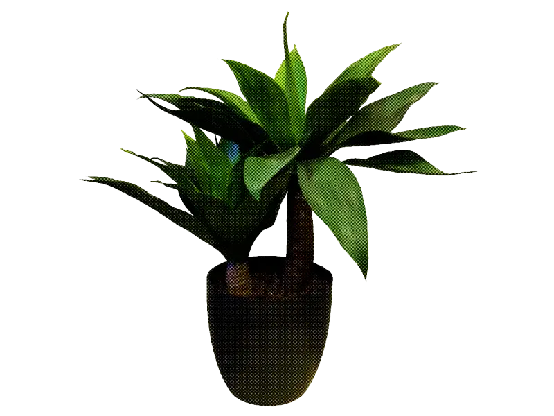 Indoor Potted Plant with Green Leaves
