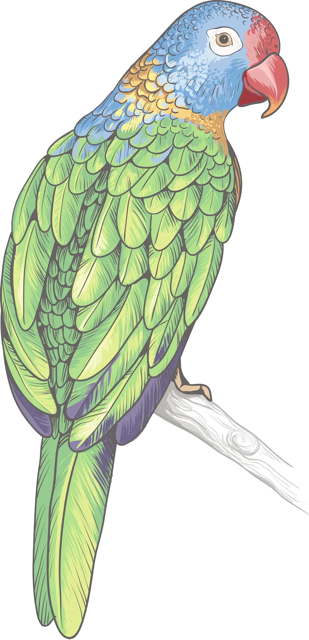 Colorful Parrot Illustration