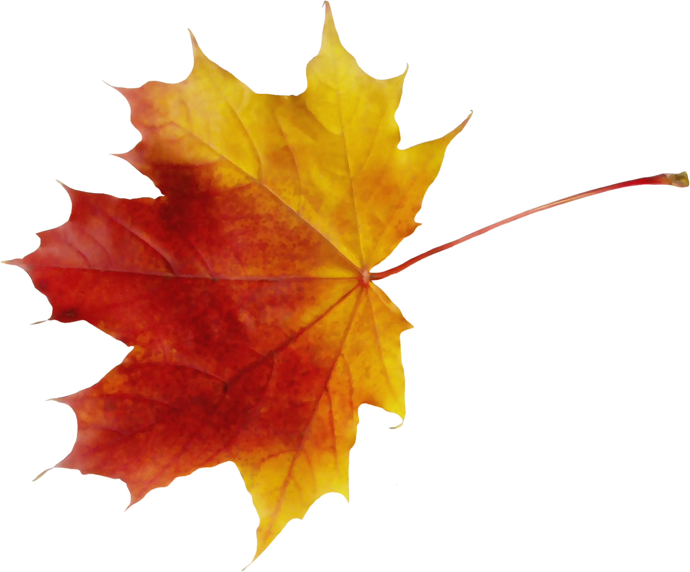 Beautiful Autumn Leaf in Changing Colors