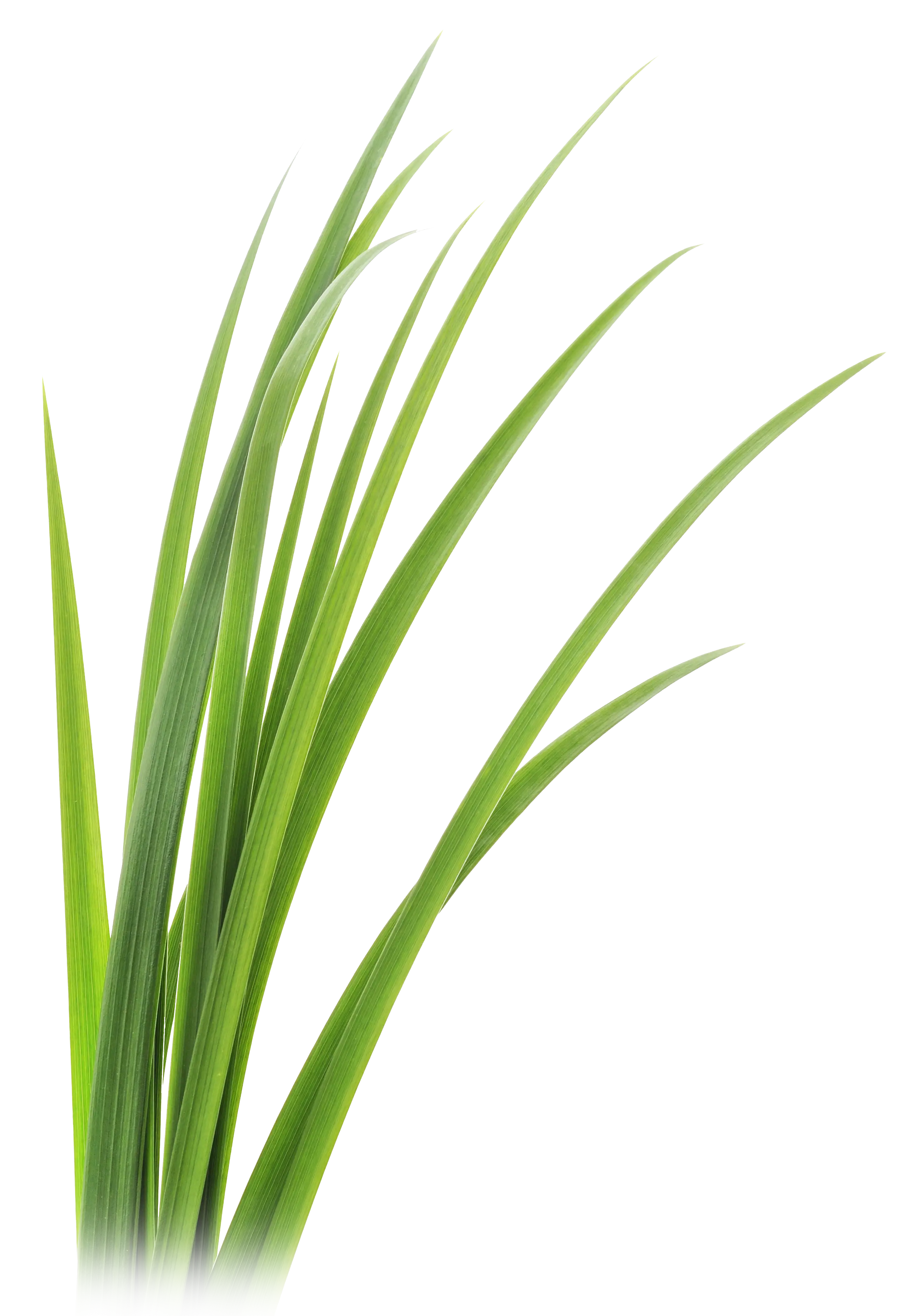 Green Grass Blades Close-Up