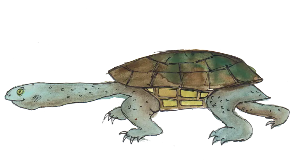 Cartoon Tortoise Illustration