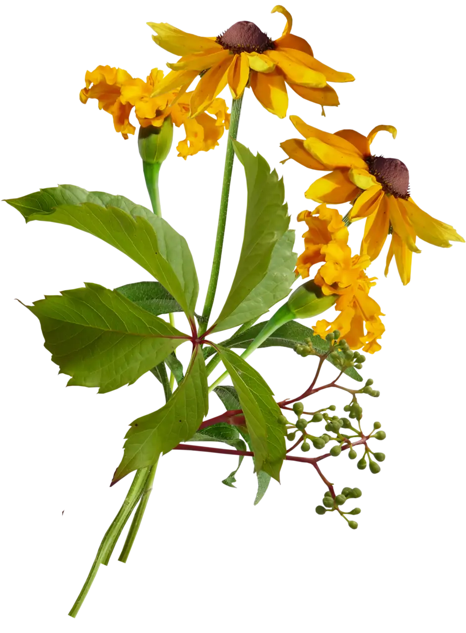 Vibrant Yellow Flowers with Green Leaves